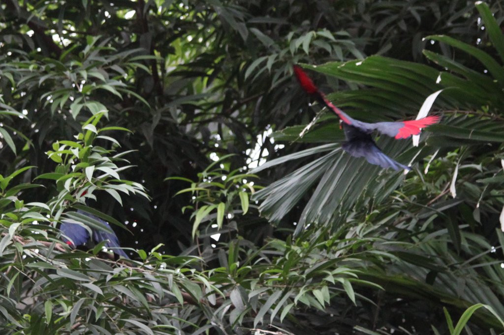 IMG_0657.JPG - Birds