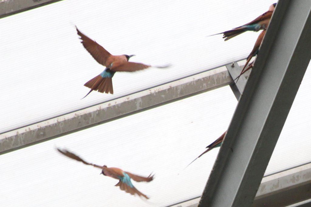 IMG_0660.JPG - Birds