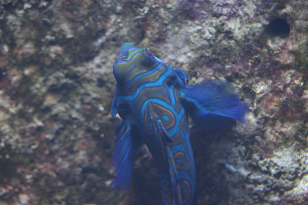 IMG_0722.JPG -  Mandarinfish  ( Mandarinfisch )
