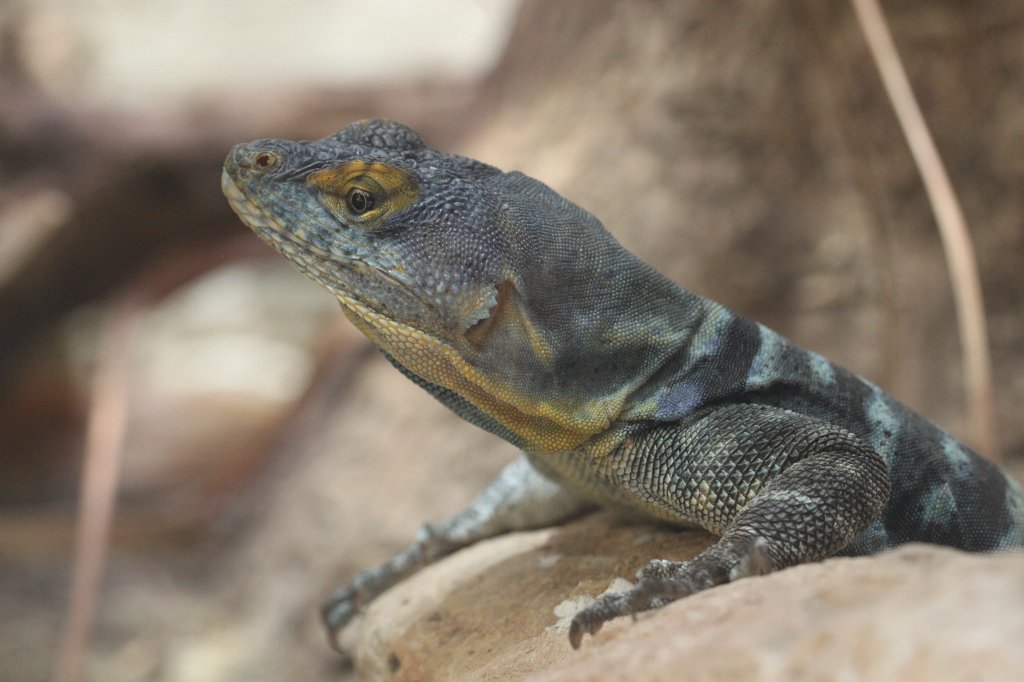 IMG_0805.JPG - Lizard (Echse)