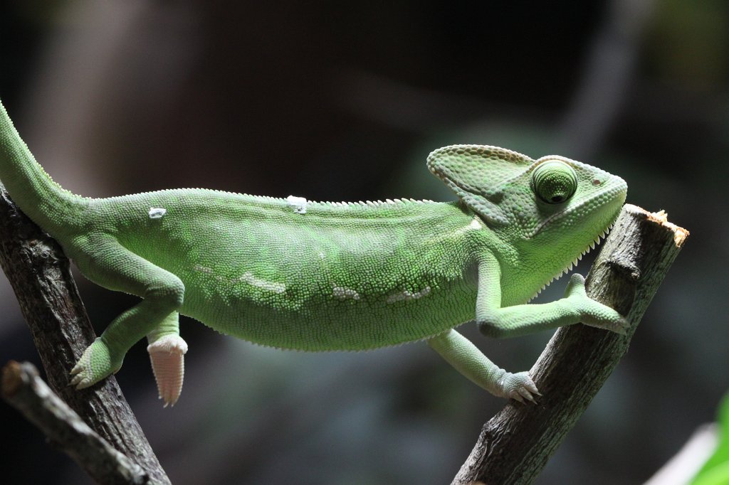 IMG_0824.JPG -  Chameleon  ( Chamäleon )