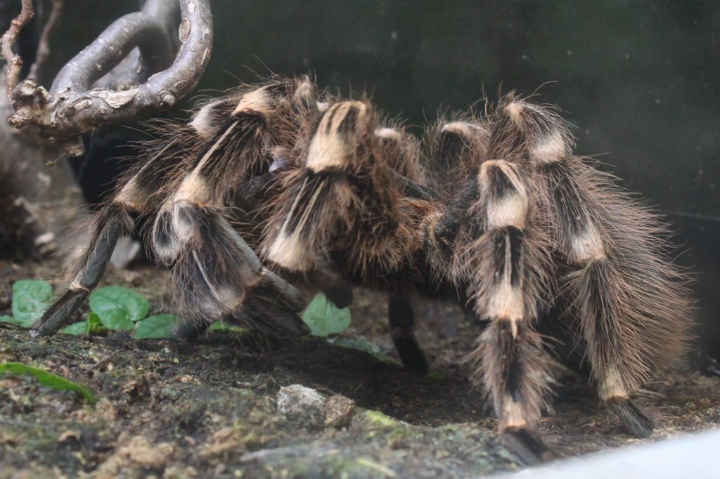 IMG_0859.JPG -  Tarantula  ( Vogelspinne )