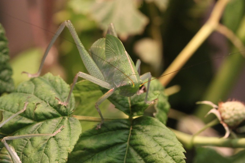 IMG_0872.JPG -  Orthoptera  ( Heuschrecke )