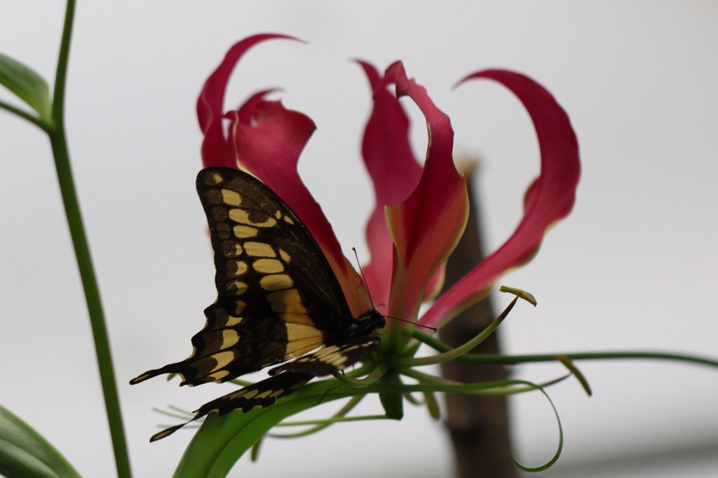 IMG_0892.JPG - Butterfly (Schmetterling)