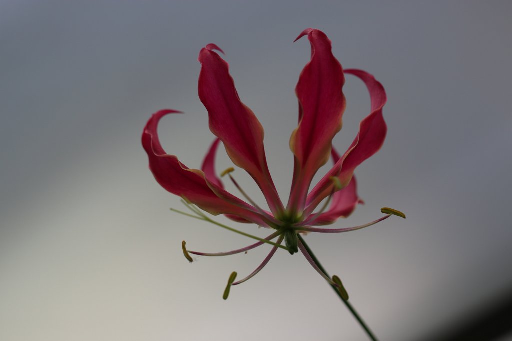 IMG_0909.JPG - Flower