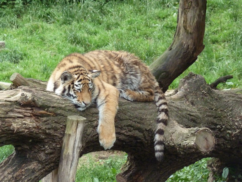 P1120274.JPG -  Siberian tiger  ( Sibirischer Tiger )