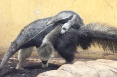 Anteater