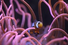 Clownfish