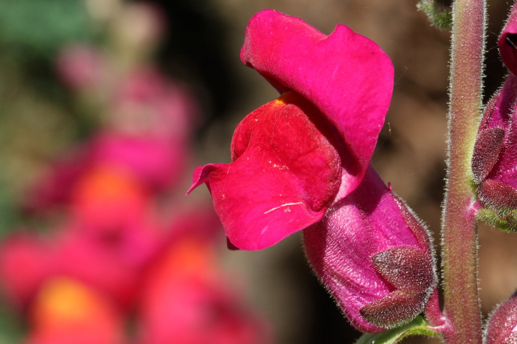 IMG_0935.JPG -  Snapdragon  ( Löwenmaul )