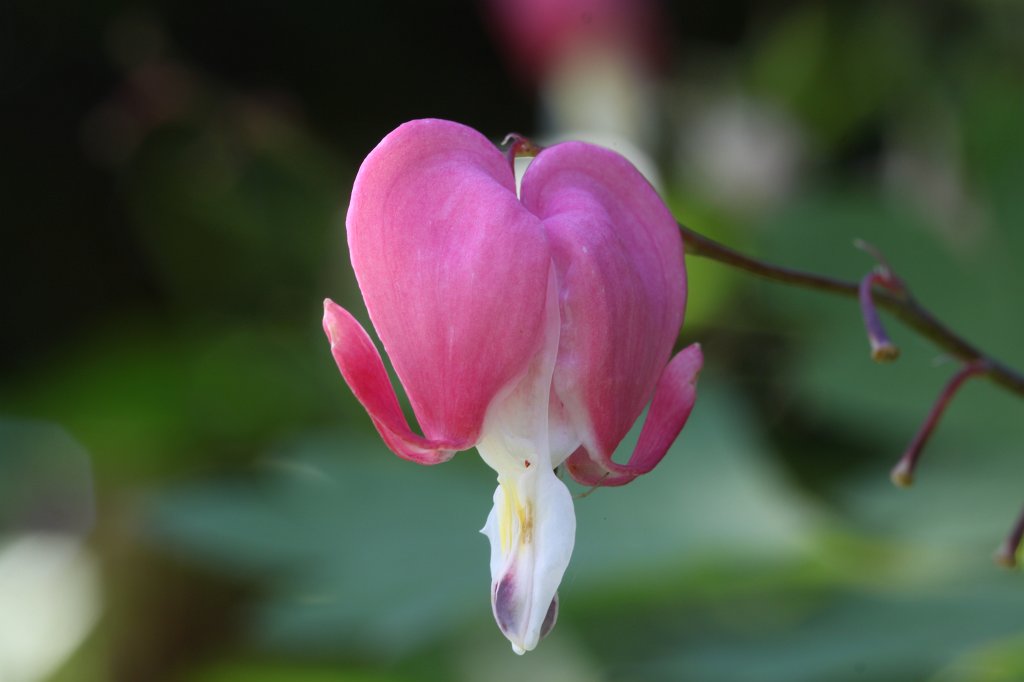 IMG_0946.JPG -  Bleeding Heart  ( Tränendes Herz )