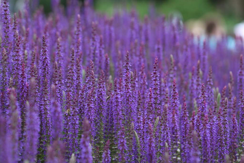 IMG_0958.JPG -  Lavender 