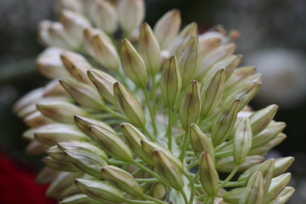 IMG_0992.JPG - Flowers