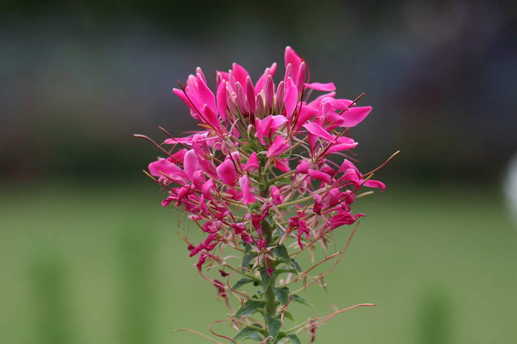 IMG_1002.JPG - Flowers