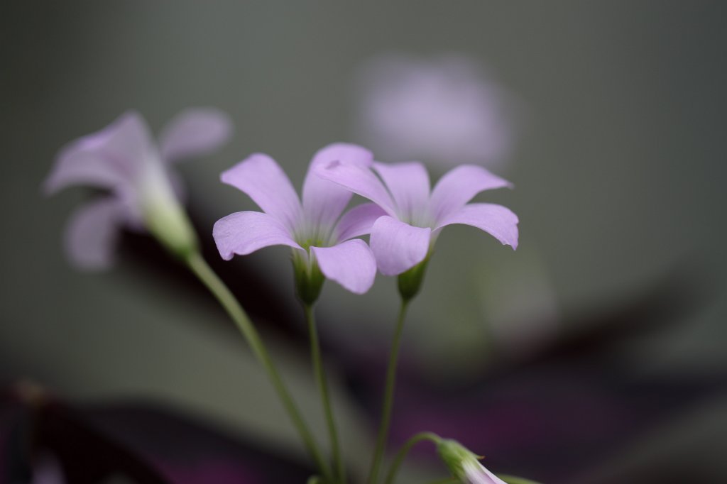 IMG_1004.JPG -  Oxalis  ( Sauerklee )