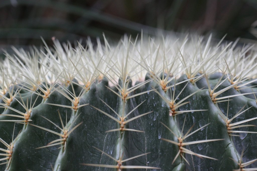 IMG_1007.JPG - Cactus