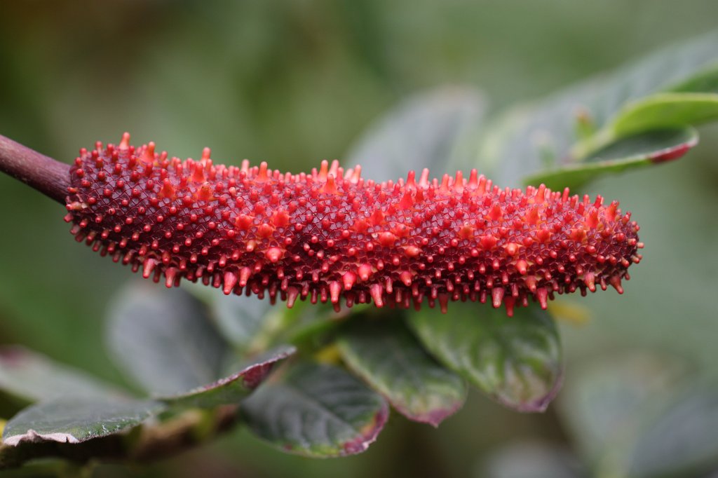 IMG_1024.JPG - Anthurium hacumense