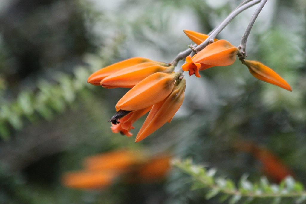 IMG_1029.JPG - Flowers