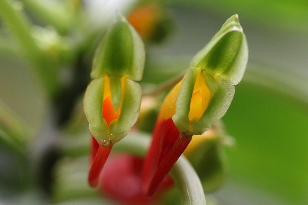 IMG_1036.JPG - Impatiens niamniamensis
