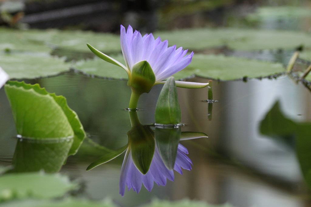 IMG_1045.JPG -  Nymphaea colorata  ( Bunte Seerose )