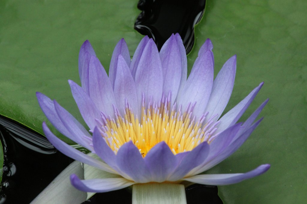 IMG_1054.JPG -  Nymphaea colorata  ( Bunte Seerose )