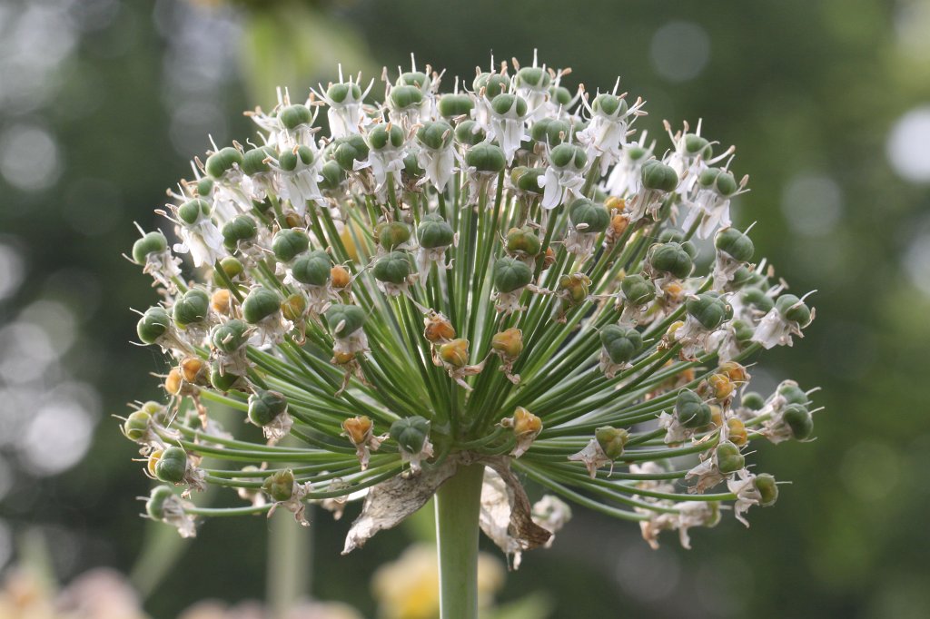 IMG_1061.JPG - Flowers