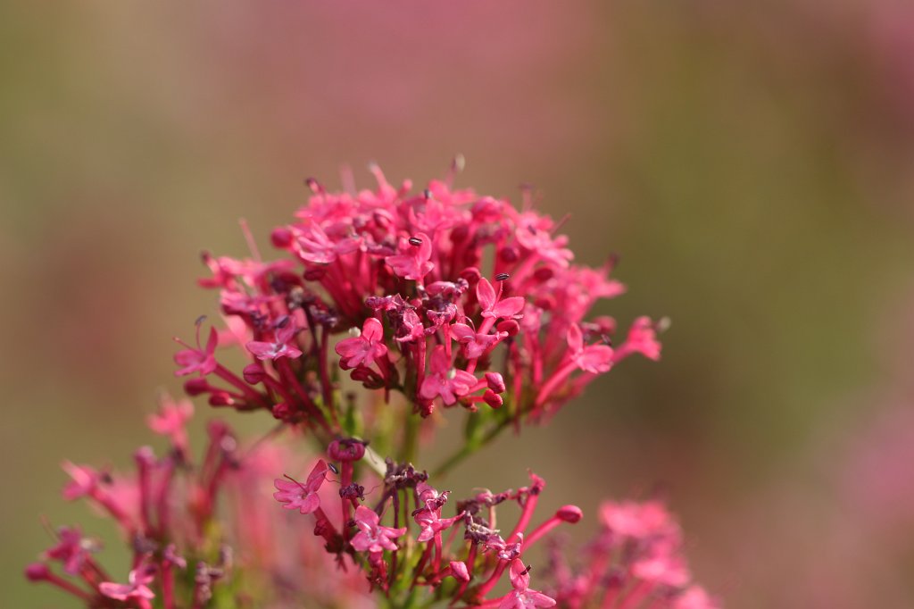 IMG_1064.JPG - Flowers