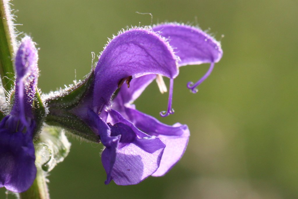 IMG_1091.JPG - Flower