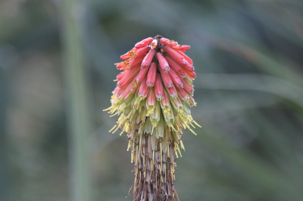 IMG_1110.JPG - Flower