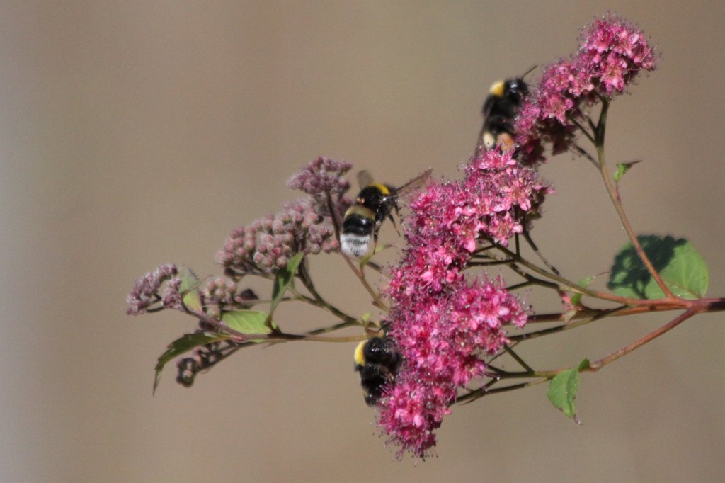 IMG_1248.JPG - Bee invasion