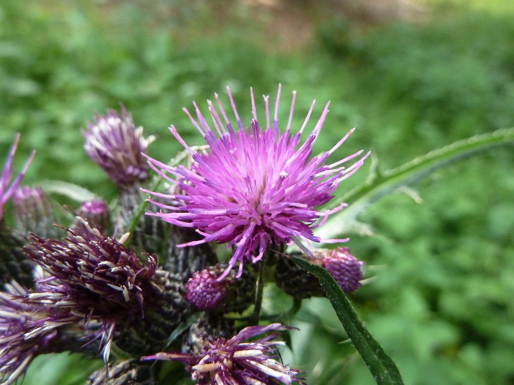 P1120375.JPG - Thistle (Distel)