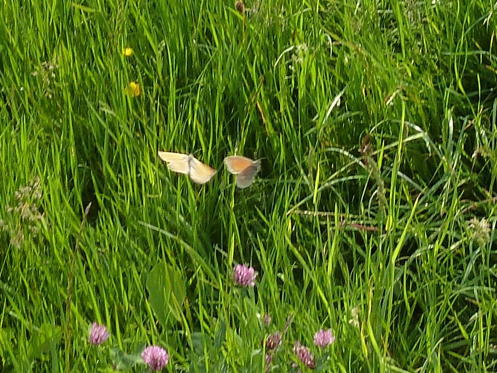 P1120380.JPG - Butterflies (Schmetterlinge)