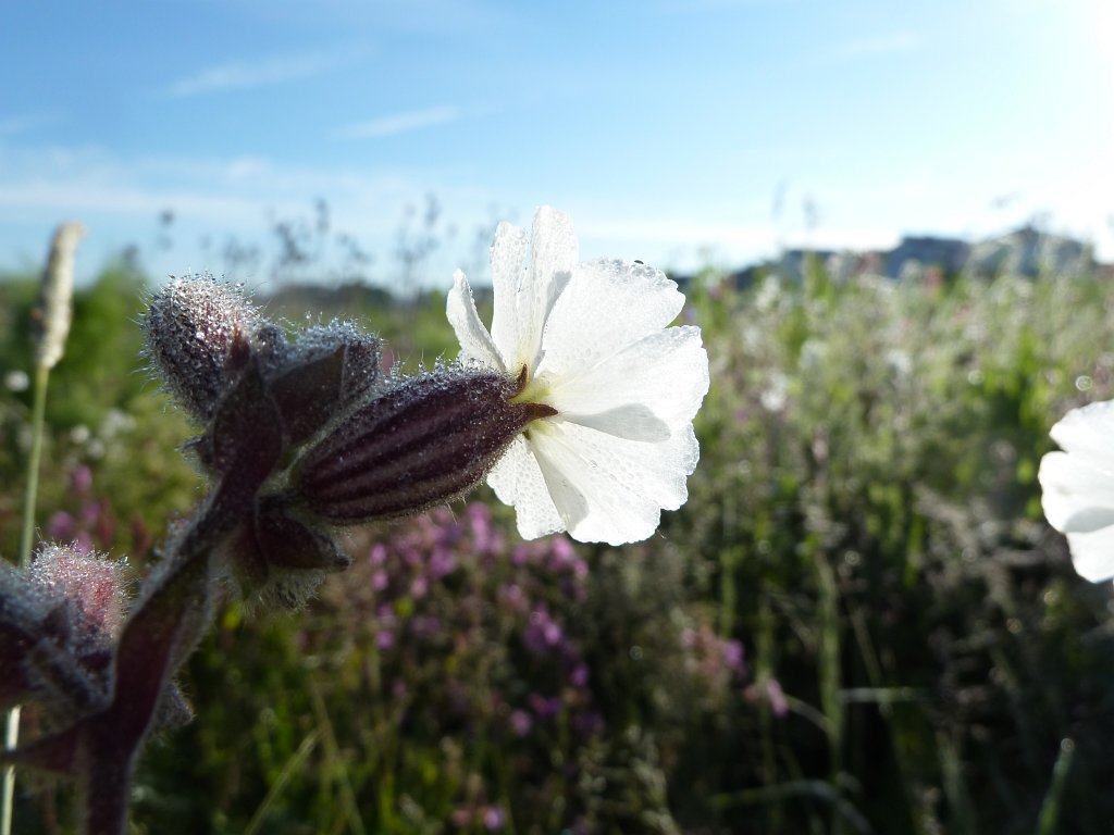 P1120390.JPG - White Campion (Weiße Lichtnelke)