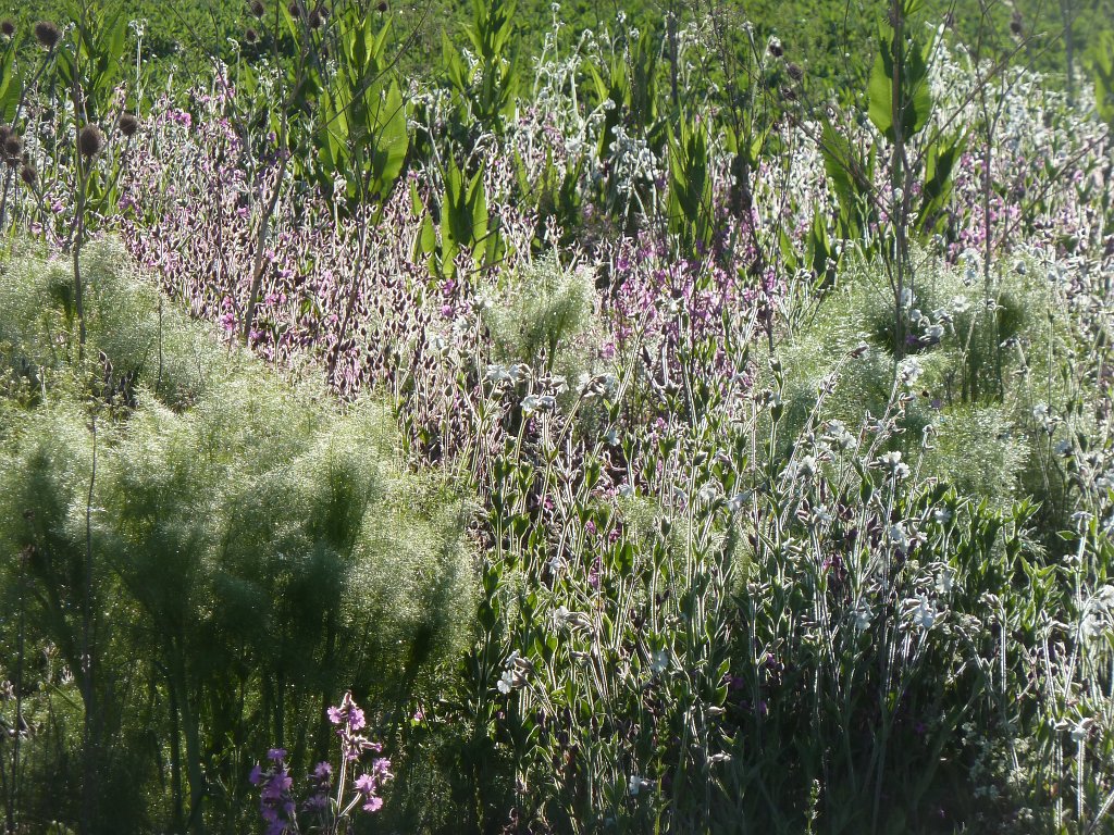P1120397.JPG - Meadow