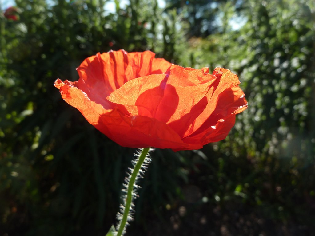 P1120440.JPG -  Corn poppy  ( Klatschmohn )