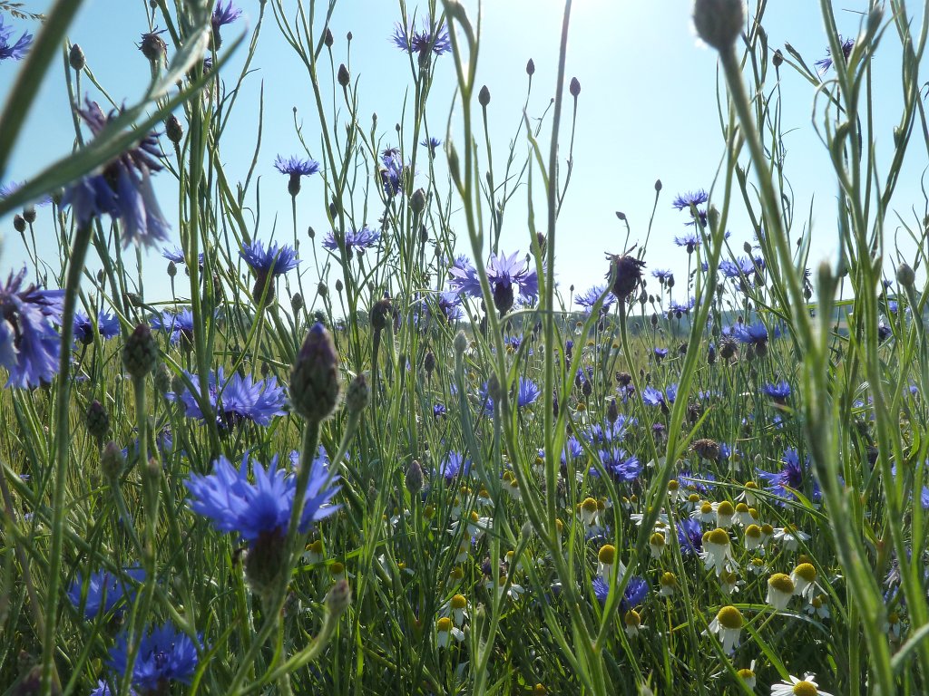 P1120443.JPG -  Cornflowers  &   chamomile  ( Kornblumen  und  Kamille )