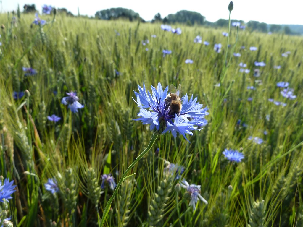 P1120447.JPG -  Cornflower  & bee