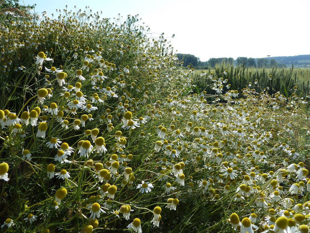 P1120450.JPG -  Chamomile  ( Kamille )