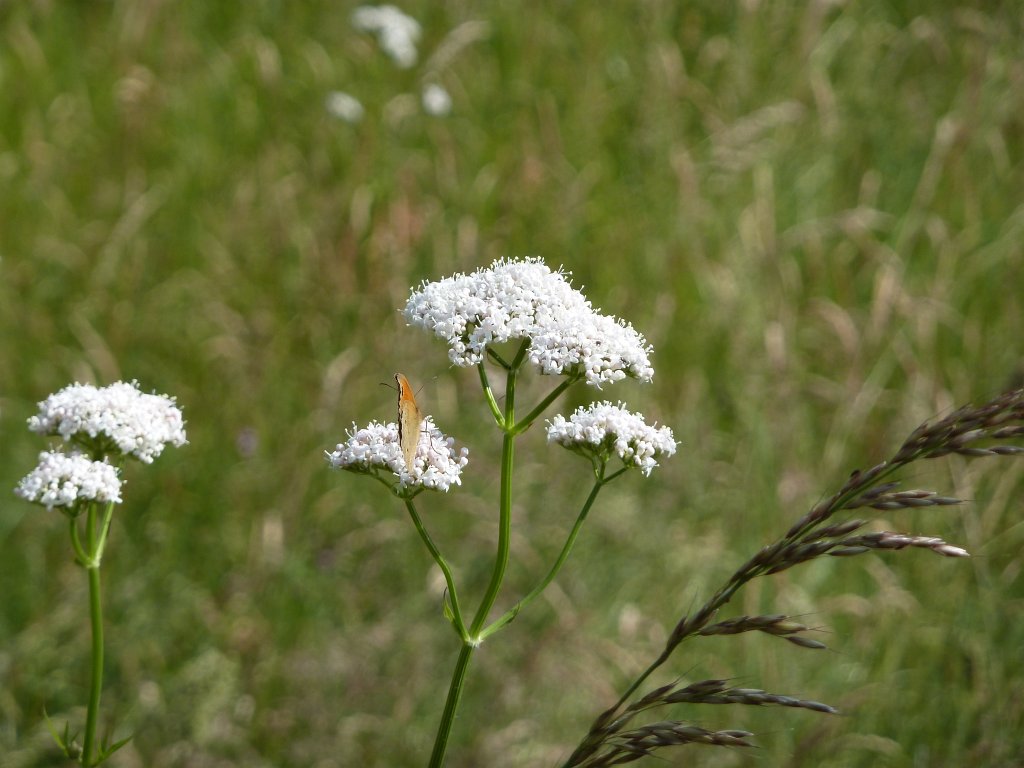 P1120492.JPG - Butterfly (Schmetterling)