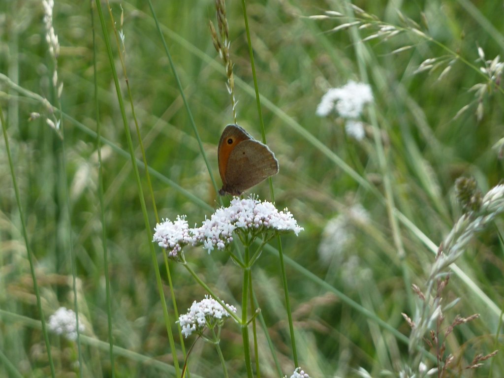 P1120497.JPG - Butterfly (Schmetterling)