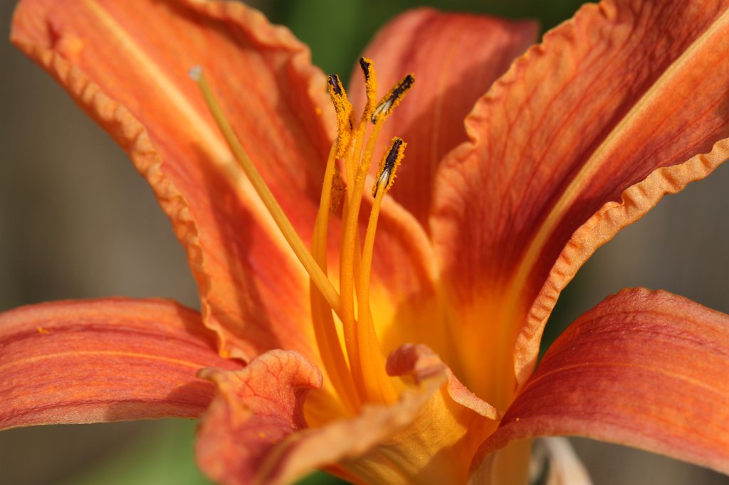 IMG_2020.JPG -  Fire lily  ( Feuer-Lilie )