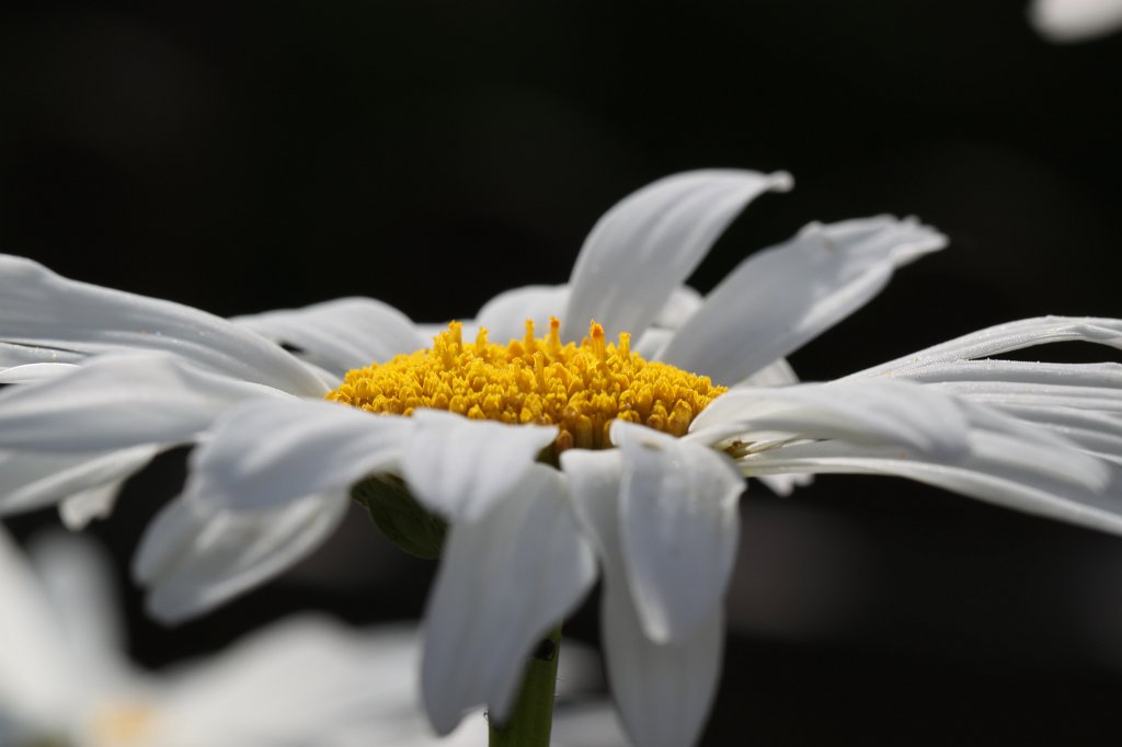 IMG_2025.JPG -  Oxeye daisy  ( Margerite )
