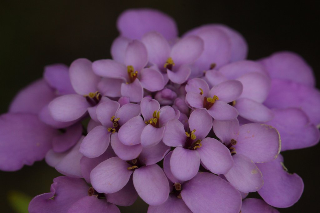 IMG_2029.JPG - Flower