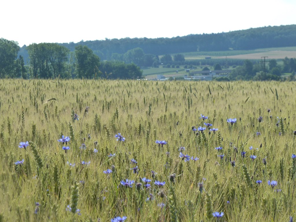 P1120542.JPG -  Cornflower  field