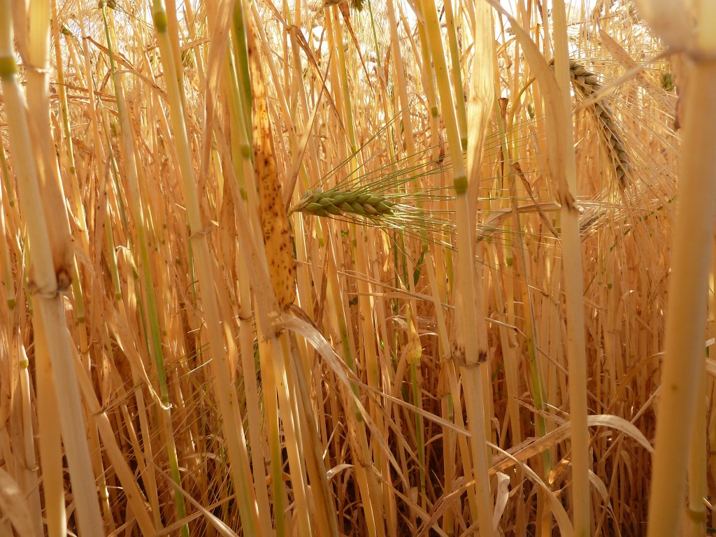 P1120546.JPG -  Barley  field (Gerstenfeld)