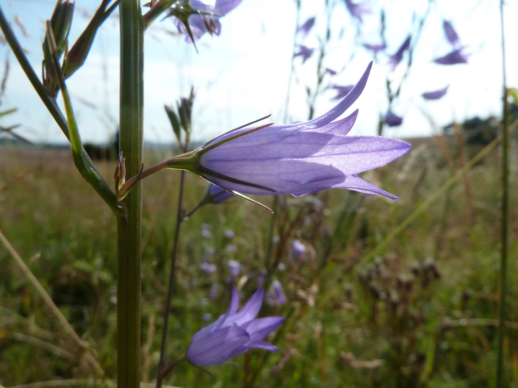 P1120630.JPG - Glockenblumen
