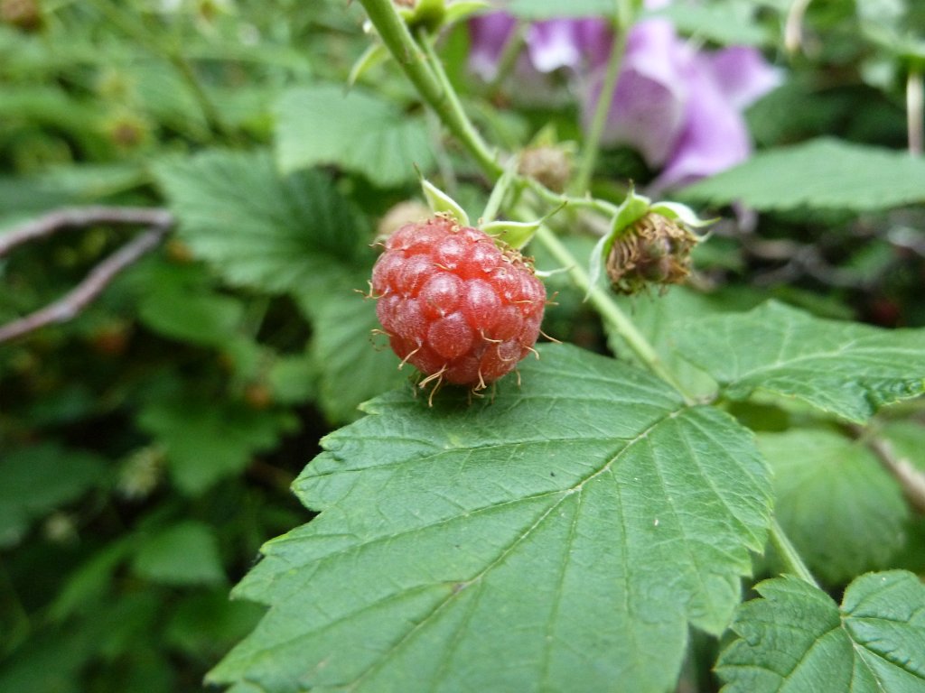 P1120656.JPG - Raspberry (Himbeere)