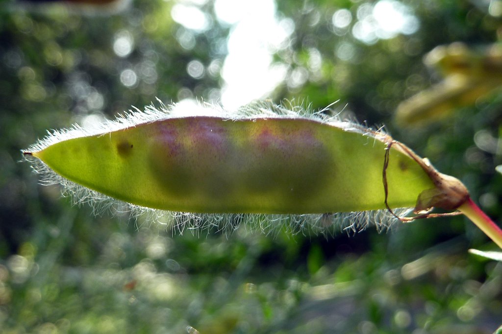 P1120665_c.jpg - HÃ¼lsenfrucht