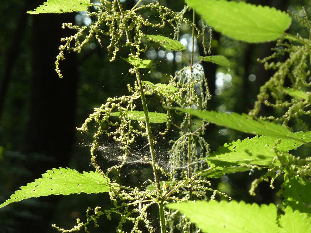 P1120680.JPG - Spinnennetz