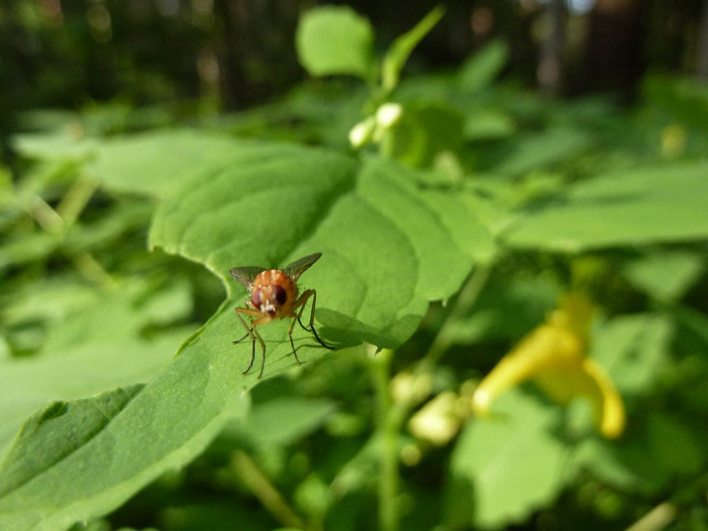 P1120682.JPG - Fly