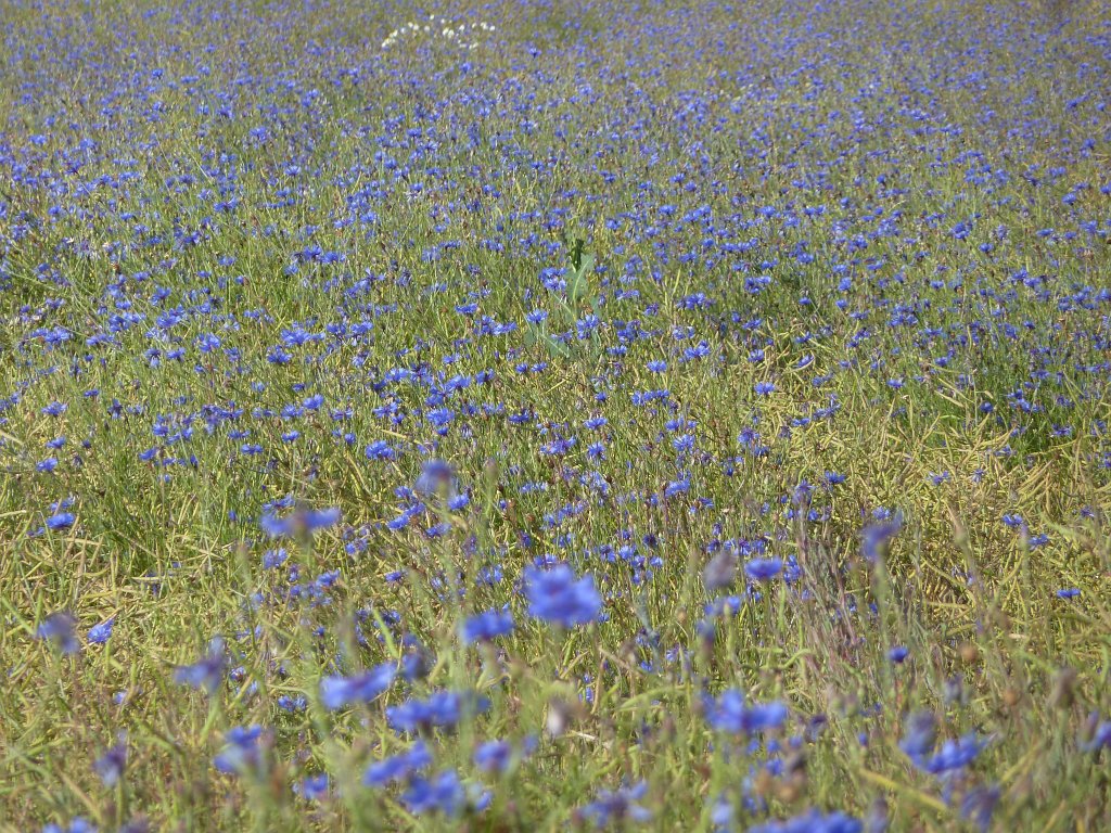P1120688.JPG -  Cornflower  field